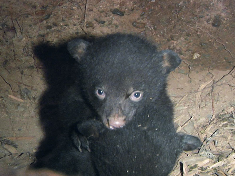 Fern climbs on Herbie - March 18, 2012