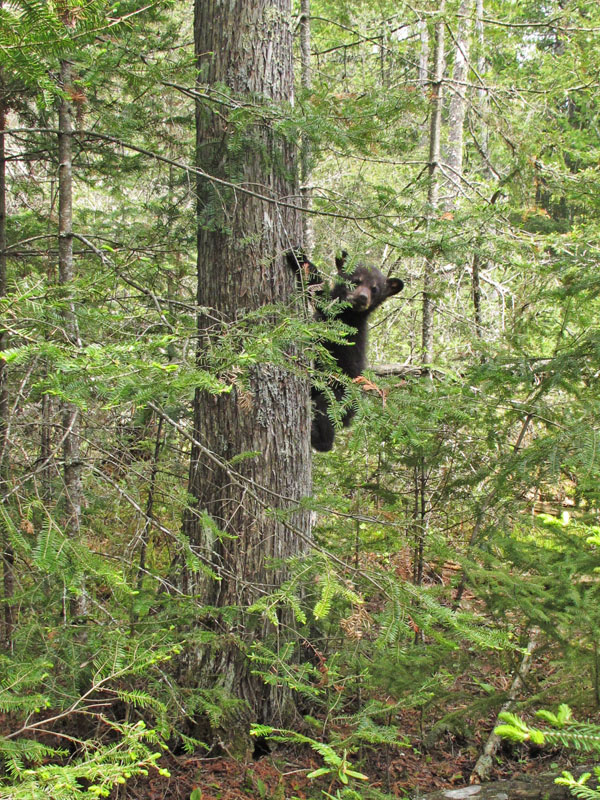 Fern comes down to look for Jewel - May 17, 2012