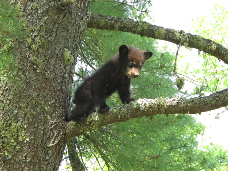 Fern looking down from white pine - May 23, 2012