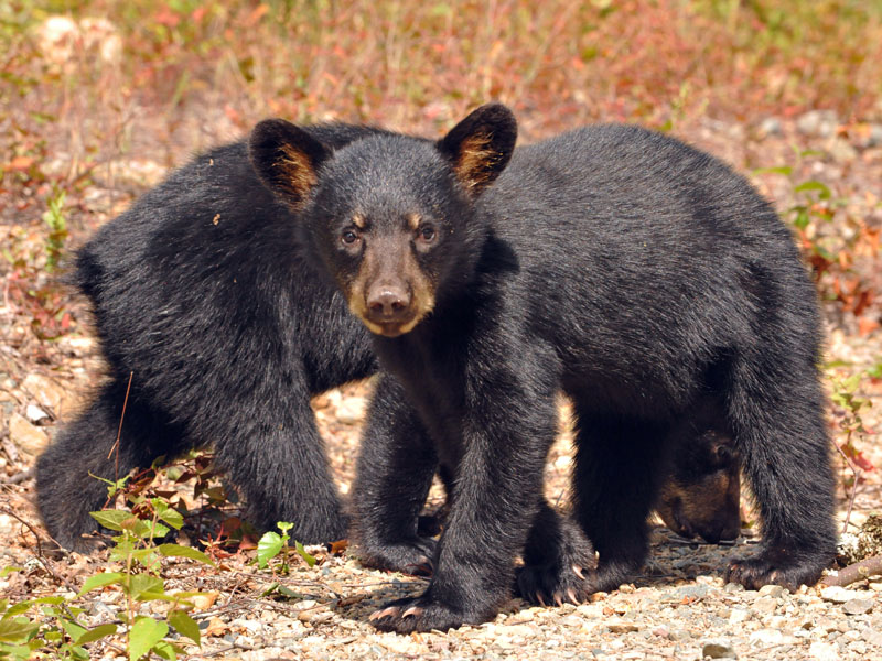 Fern with Herbie behind - July 23, 2012