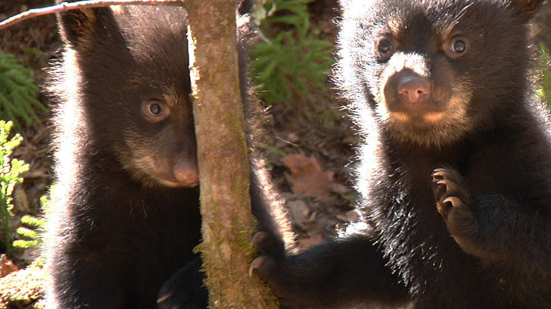 Fern and Herbie - April 11, 2012