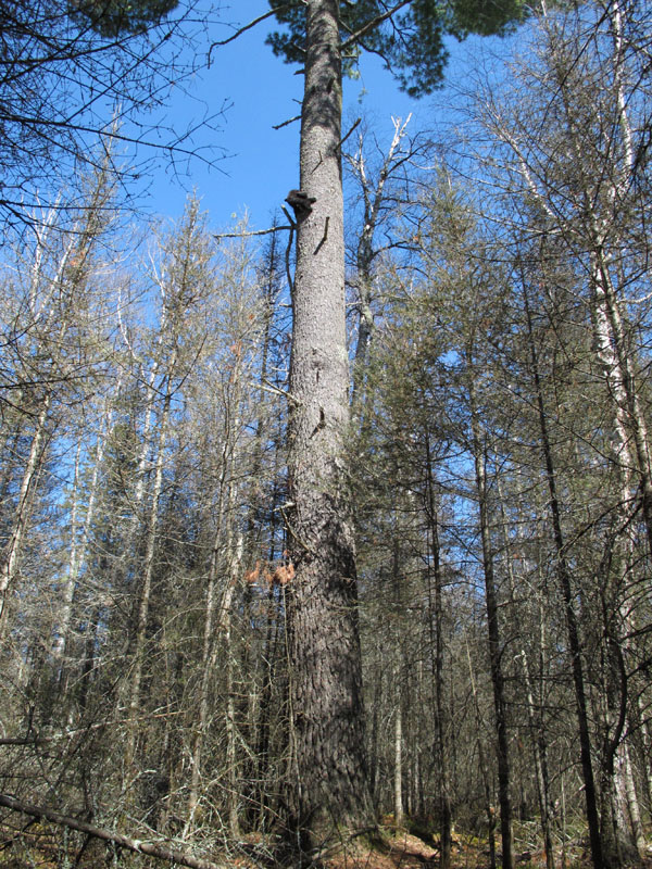 Fern & Herbie sleep high in white pine - April 28, 2012