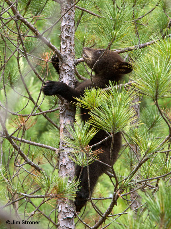 Fern climbing a red pine sapling - June 17, 2012