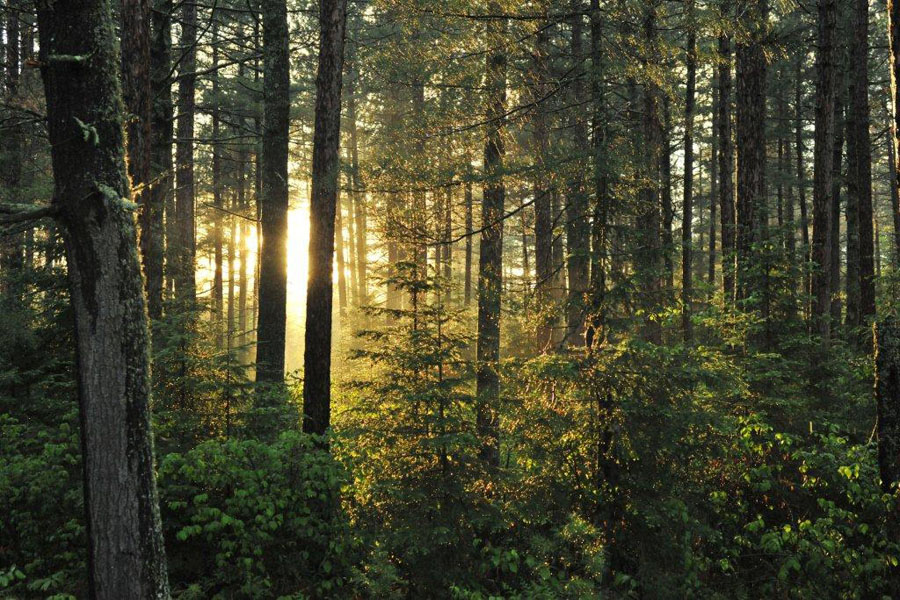 Forest after rain - May 28, 2012