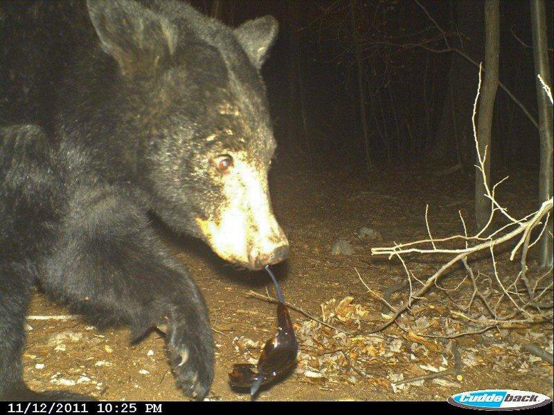 trail cam pic of bear with sunglasses!