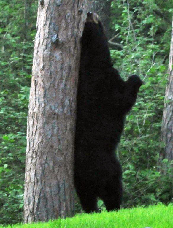 Big Harry back-rub marking a red pine - June 21, 2012