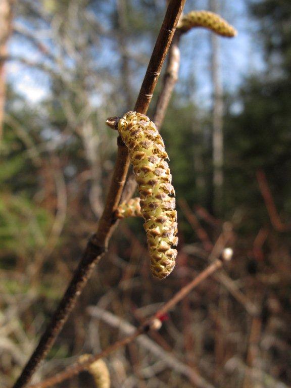 Hazel_catkin_male_-_20110428