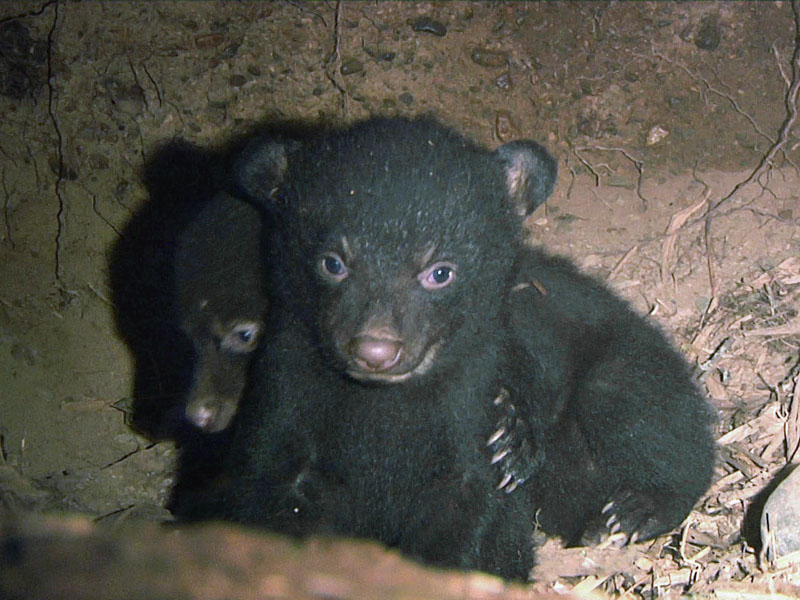 Herbie with Fern behind - March 18, 2012