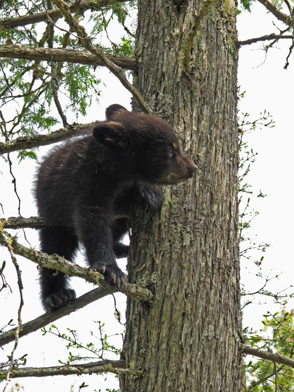 Herbie stays in tree - May 17, 2012