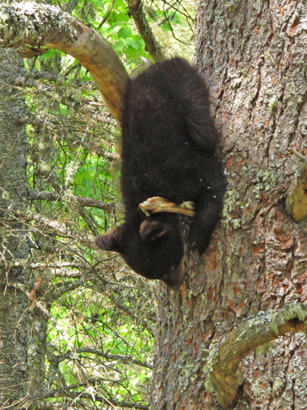 Herbie gets creative climbing down - May 23, 2012
