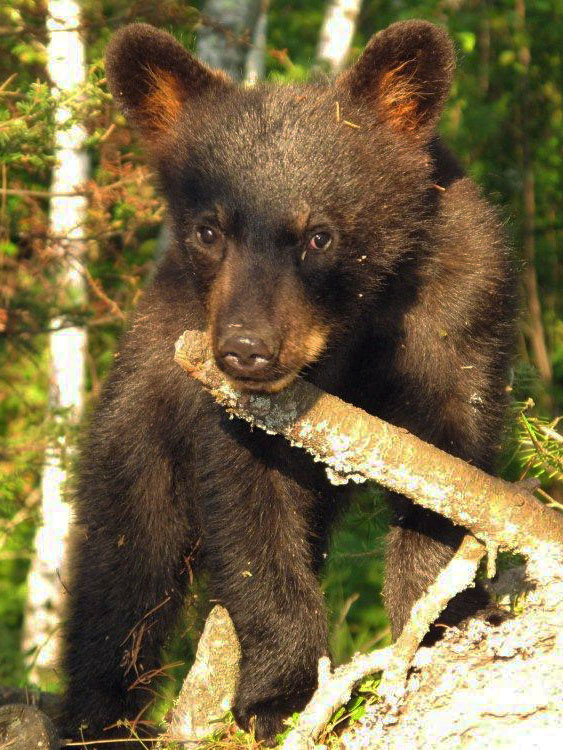 Herbie - July 3, 2012