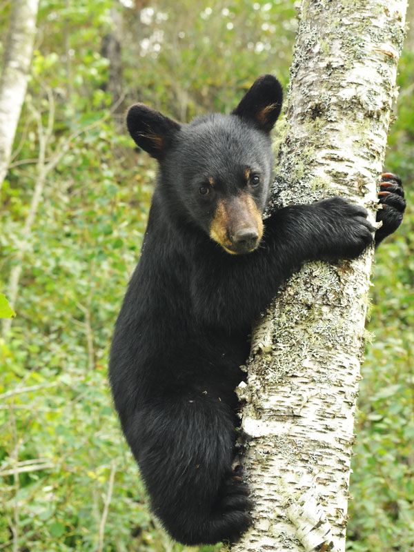 Herbie - July 23, 2012