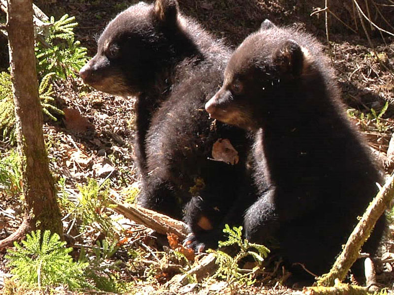 Herbie and Fern - April 11, 2012