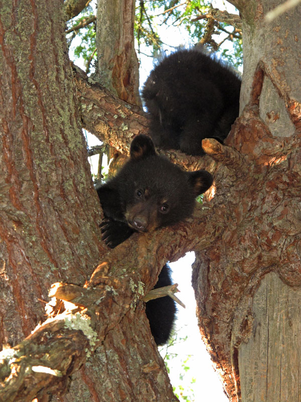 Herbie and Fern in white pine - May 10,l 2012