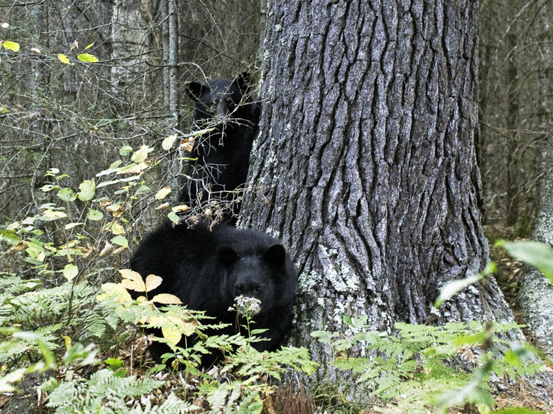 Herbie and Faith at huge white pine - Sept 14, 2012