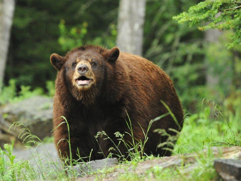 Honey - June 19, 2012