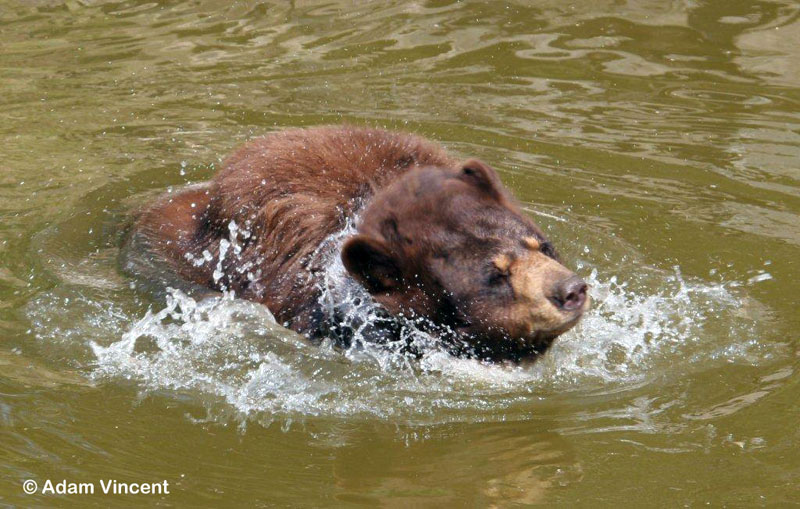 Honey cools off in the pond - June 27, 2012