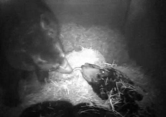 Lucky extends his tongue to Honey