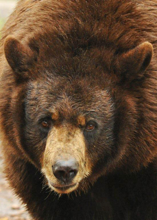 Honey - June 19, 2012