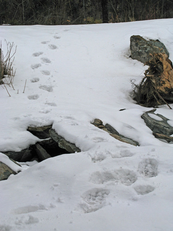Honey's tracks by pond - Dec 26, 2011