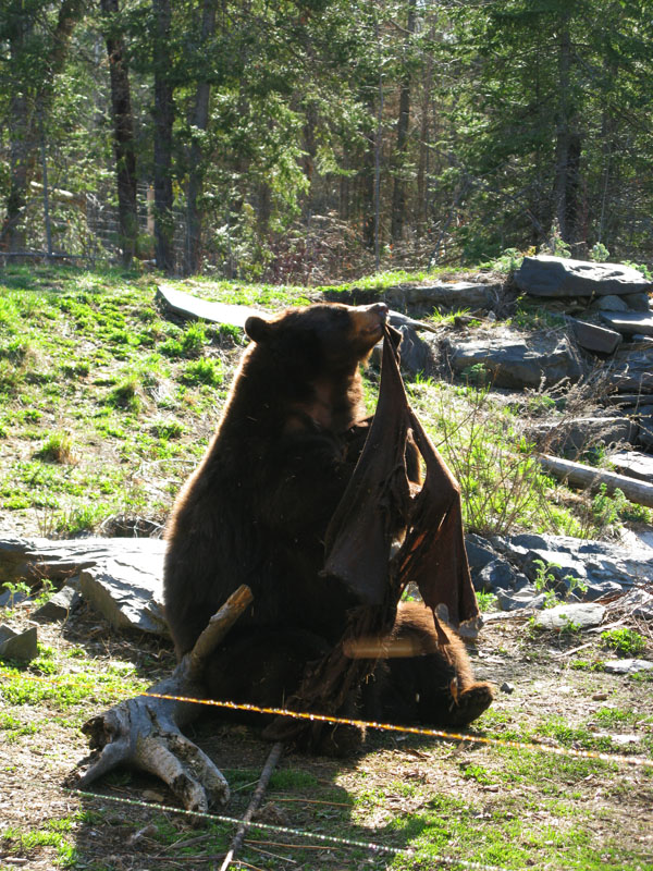 Honey_with_blanket_-_20110507