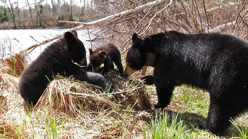 Hope_Faith_and_Lily_at_beaver_scent_mound_0_20110514