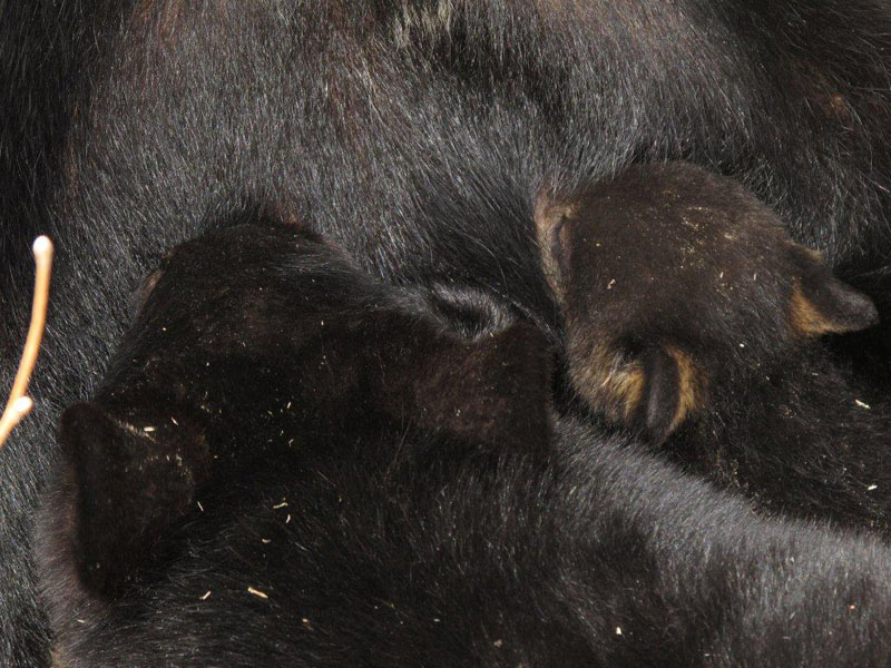 Hope_and_Faith_nursing_-_20110412