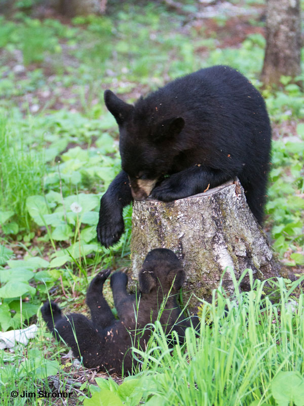 Hope_and_Faith_stump_play_-_20110611