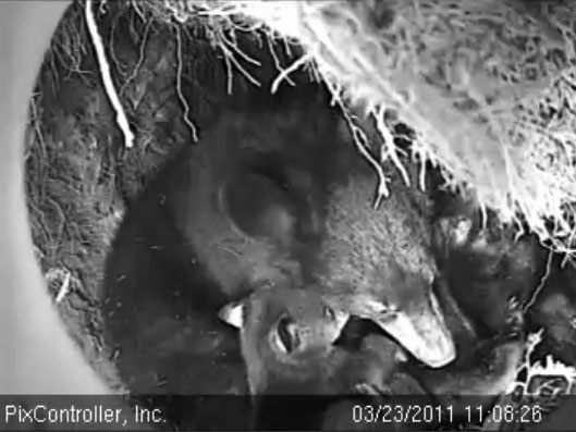 Hope_and_cub_-_20110323_110826