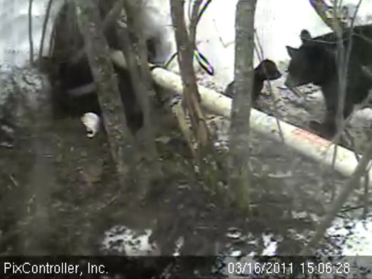 Hope_and_cub_outside_den_-_20110316_150628