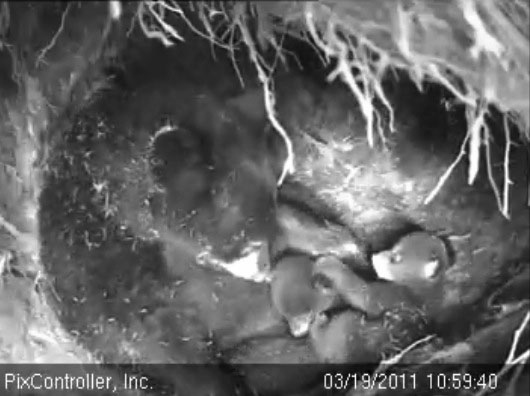 Hope_and_cubs_-_20110319_105940