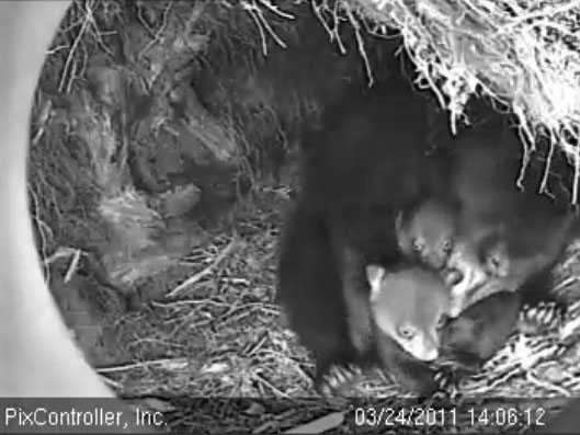 Hope_and_cubs_-_20110324_140612