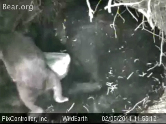 Hope_and_velcro_cub_-_20110205_115512