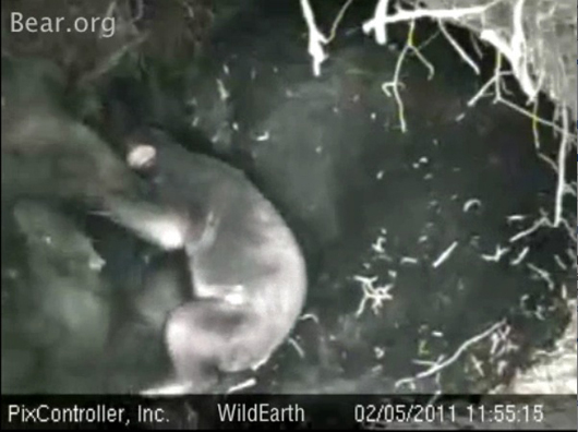 Hope_and_velcro_cub_-_20110205_115515