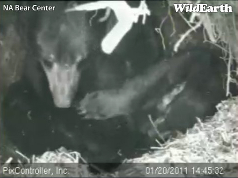 Hope_batting_at_Lily_-_20110120_144532