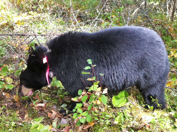 Hope_collared_-_20110903