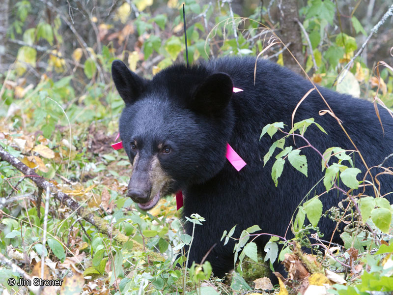 Hope_collared_2_-_20110903