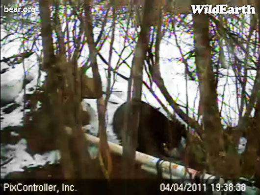 Hope_drinking_near_den_-_20110404_193838