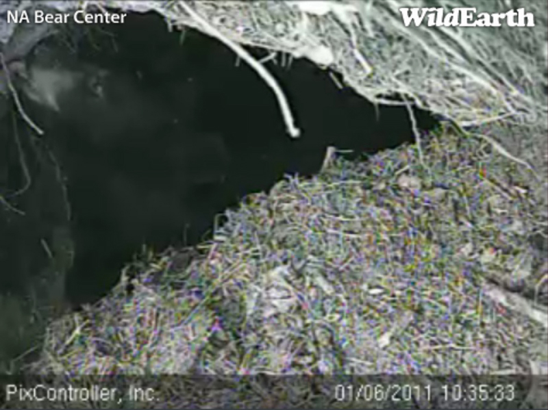 Hope_licking_den_20110106_103533