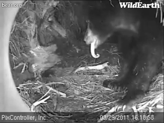 Hope_long_tongue_-_20110329_161858