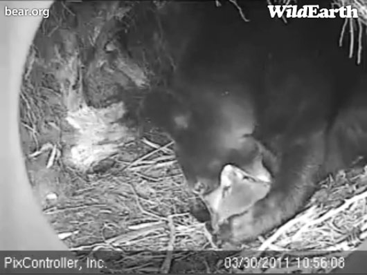 Hope_mouthing_Jason_-_20110330_105608