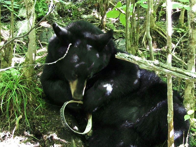 Hope_no_collar_-_20110829