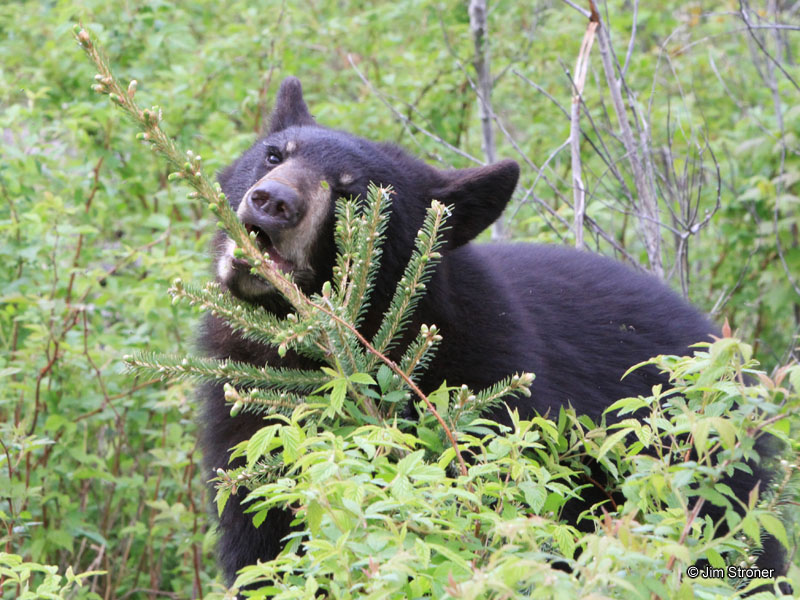 Hope_sniffing_balsam_-_20110529