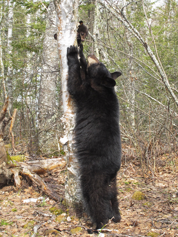 Hope_standing_to_reach_for_Faith_cr_-_20110422