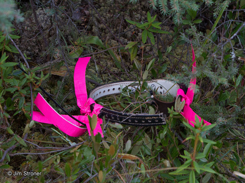 Hopes_collar_-_20110903