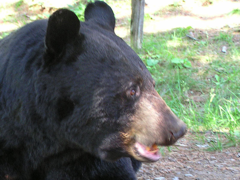 Jack - June 25, 2012