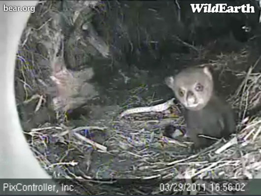 Jason_alone_in_den_-_20110329_165602