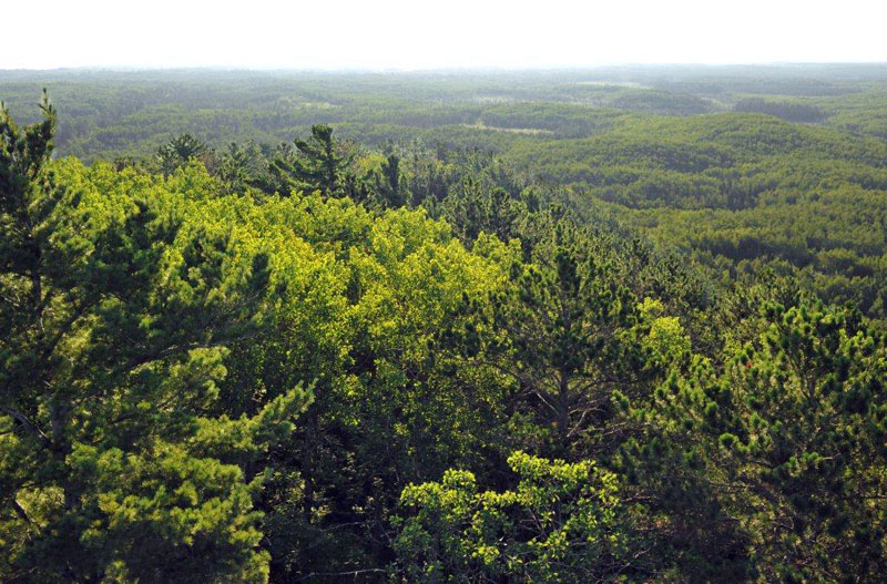 Jasper Peak transition forest - July 28, 2012