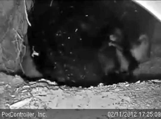 Jewel tends a cub - Feb 11, 2012