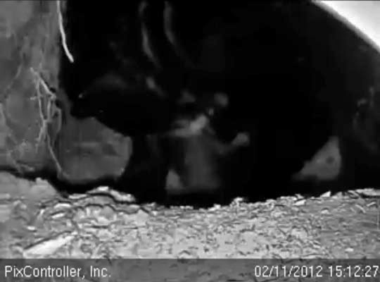 Jewel tends to a cub - Feb 11, 2012